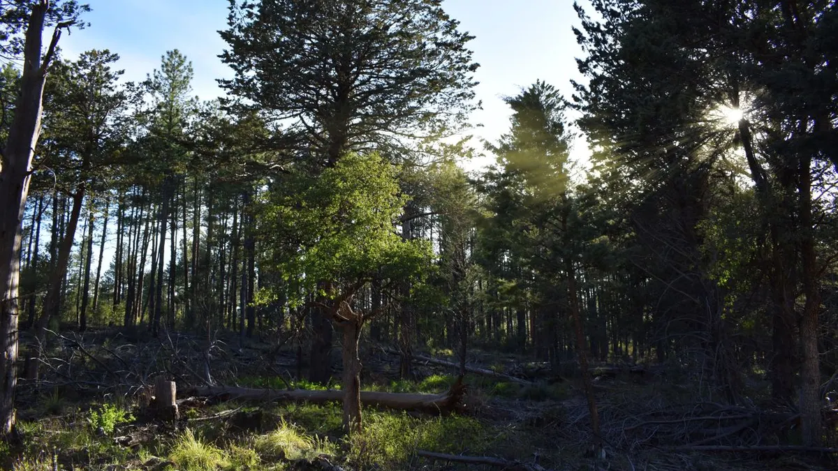 Forêt lumineuse invitant au ressourcement - illustration de l'article Hypnose ericksonienne et thérapie holistique