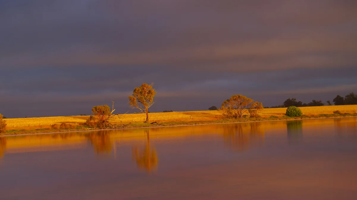 Lac calme aux reflets dorés bordé d'arbres au coucher du soleil - illustration de l'article Les cinq obstacles (nīvaraṇa) : comprendre et travailler avec