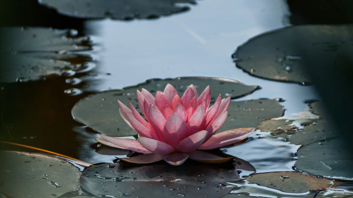 Nénuphar en fleur sur un plan d'eau paisible - illustration de l'article L'impermanence (anicca) : comment accepter le changement sans subir la vie